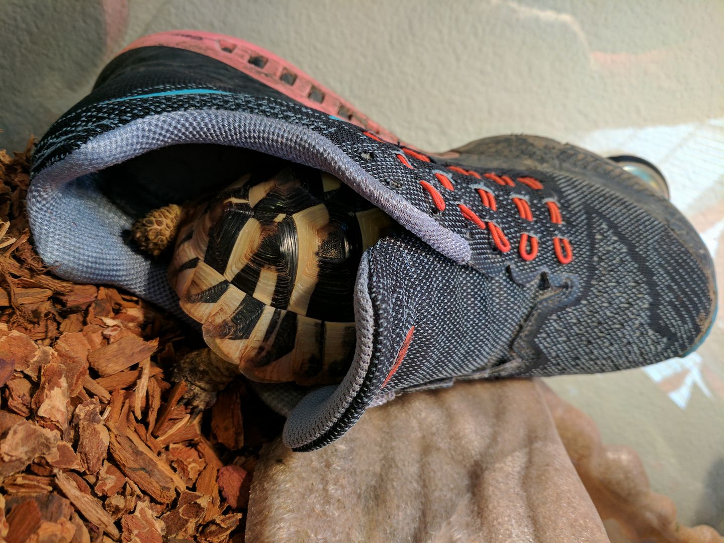 Rover explores my old shoe